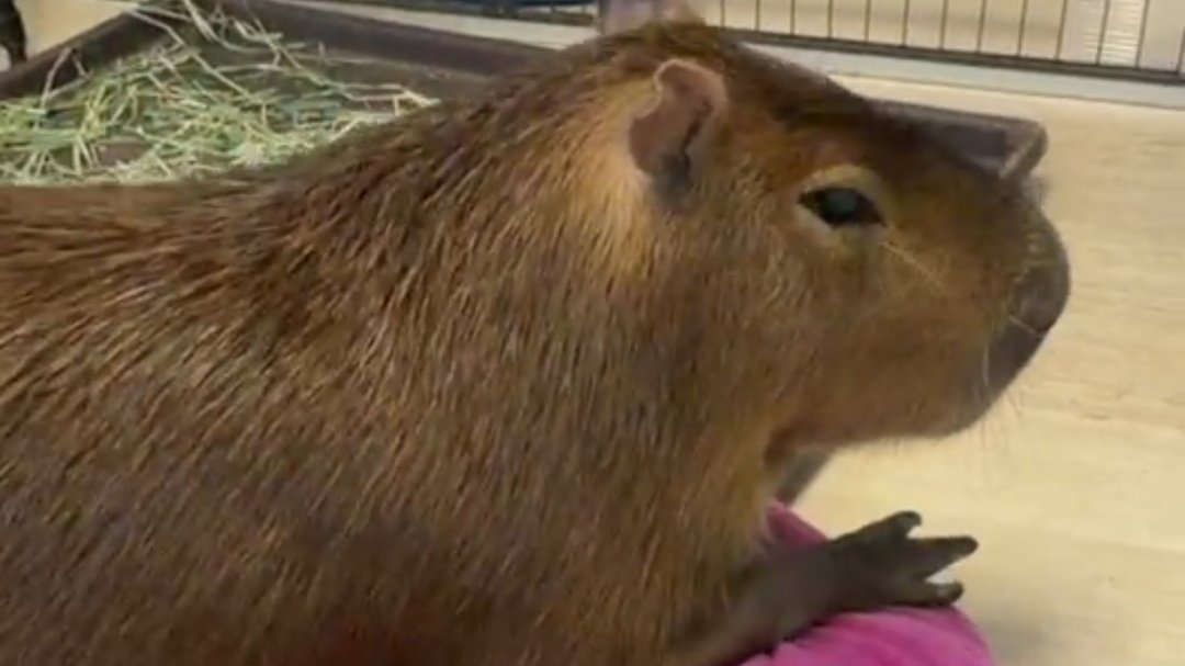 Nymphia_Vs's tweet image. おはかぴ！
なんかわからんけど夢にマロたん出てきましたw