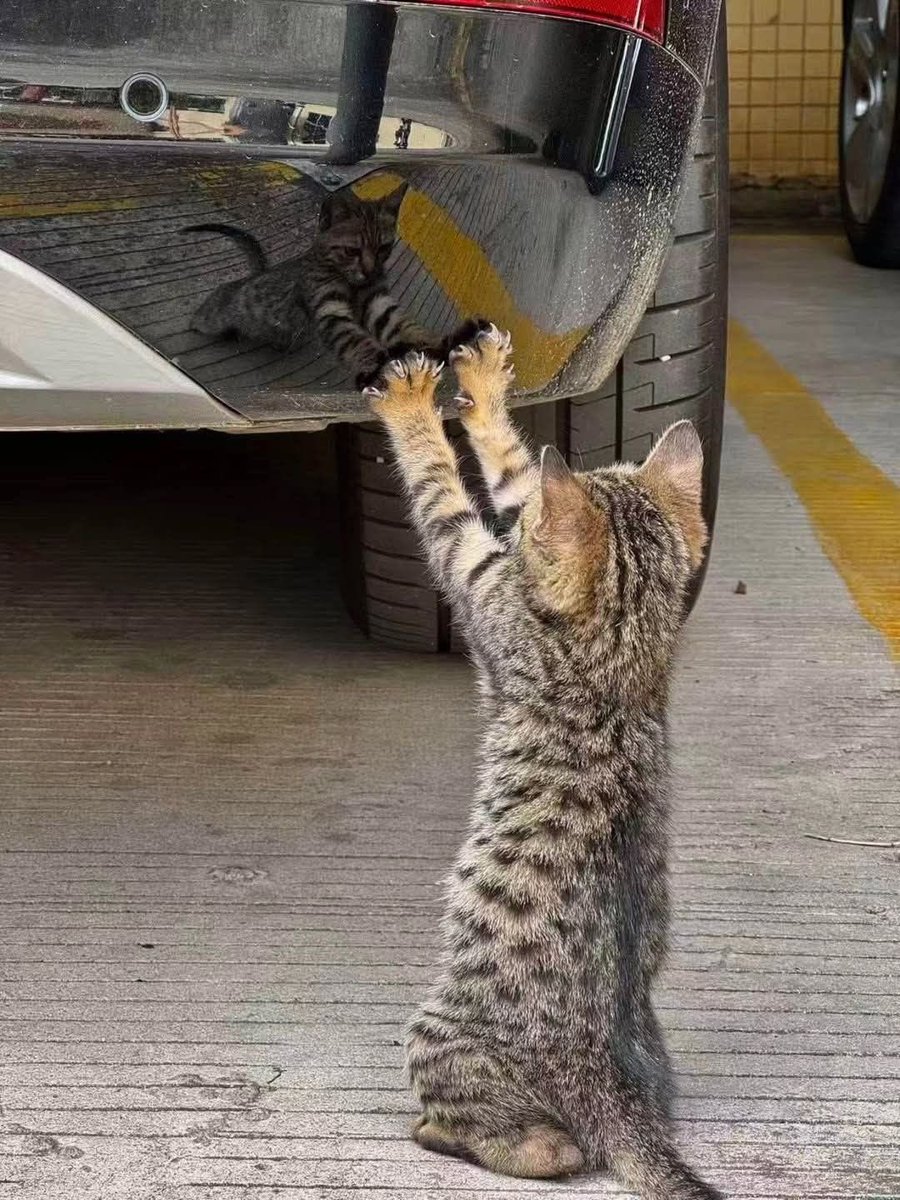 No Cats No Life tweet media