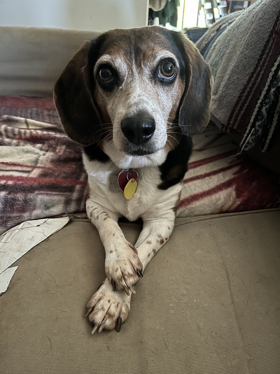 CoachRobynR's tweet image. Little Gordon sends his love and support. He was in need and you saved him. Thank you.