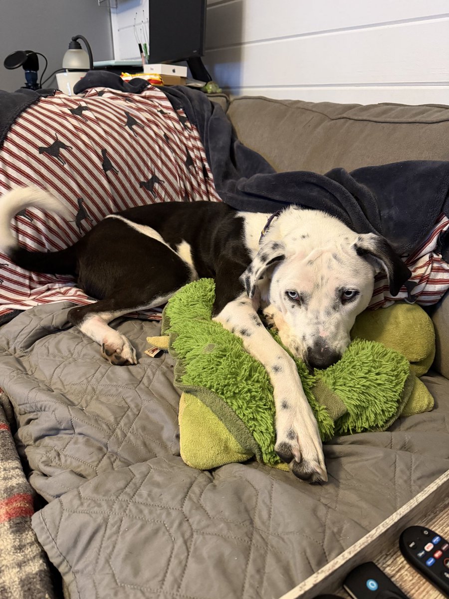 TRdontlast's tweet photo. #Draco the awesome dog is in need of a loving home. Michelle is currently fostering him. He deserves the very best family! Please contact the Bryant Animal Shelter (Bryant, Arkansas) if you’re in need of a new best friend. @PetSmartChariTs @bestfriends https://t.co/YPzWMP5jBa