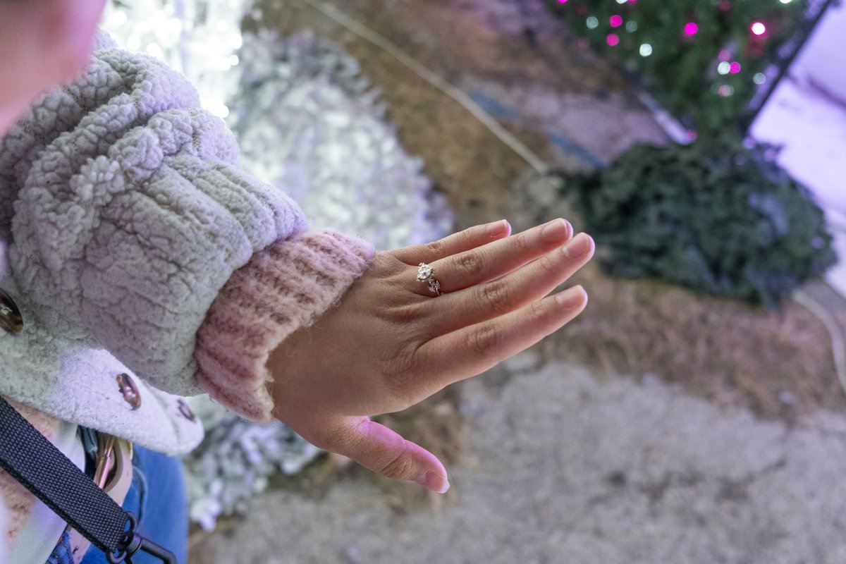 Bomb Cat tweet media