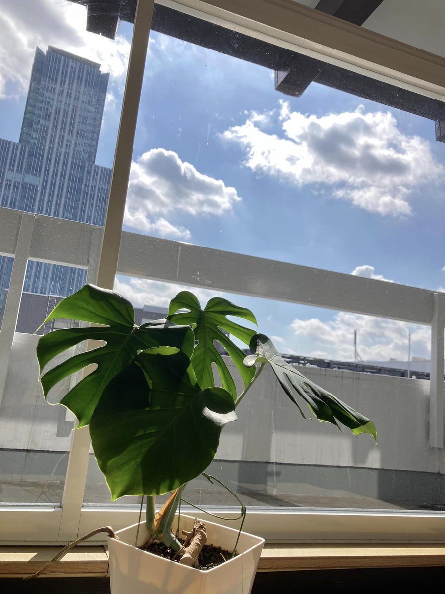 おはようございます。 
ソシラボは元気に開店しています！
本日も 18:00 まで通常営業をしております。
（ドロップインの最終受付は 17:00 です。）
#socilabo #ソシラボ  #コワーキング 
今朝は寒かったですねー！氷点下！
今は日が差してちょっとあたたかいです♪
ぜひお越しくださいね！(^ｰ^)