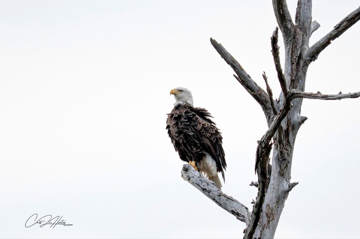 chrishinton74's tweet photo. I have been watching a pair of Bald eagles at the Gulf State Park in Gulf Shores,AL.  I captured one this evening sitting over watch the nest. https://t.co/DK368y4Z0m
