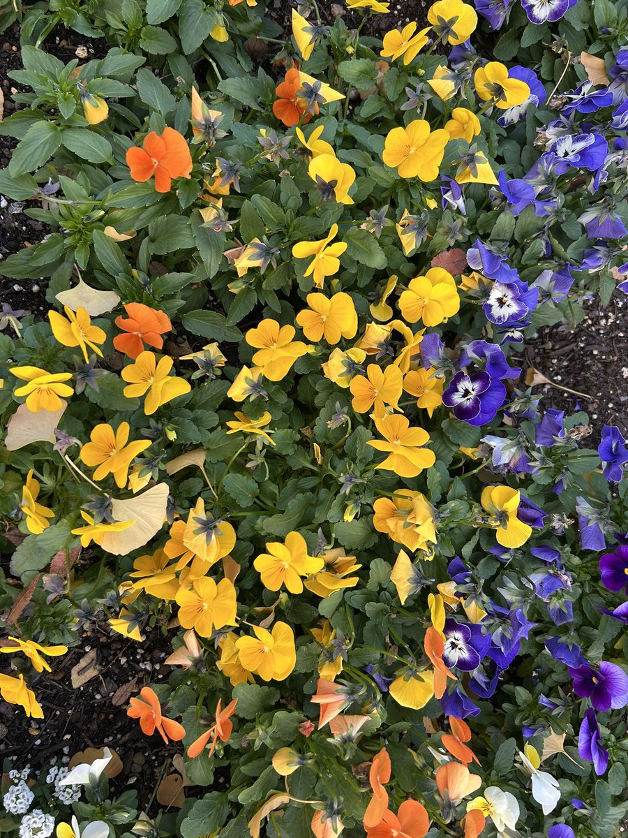 #終幕のロンド 
ラストは優しい鳥飼さん
この笑顔で終わりホッとしてます
イケメン陸くんとの三人の生活風景も見たかったｹﾄﾞ😅
剛くん久々のラブロマンスドラマにキュンでした💞
#カンテレ 様 次回も
主演 #草彅剛 さんでお願いします🙇‍♀️

最高の🔆でも厳しい寒さです
#世界に一つだけの花  #SMAP