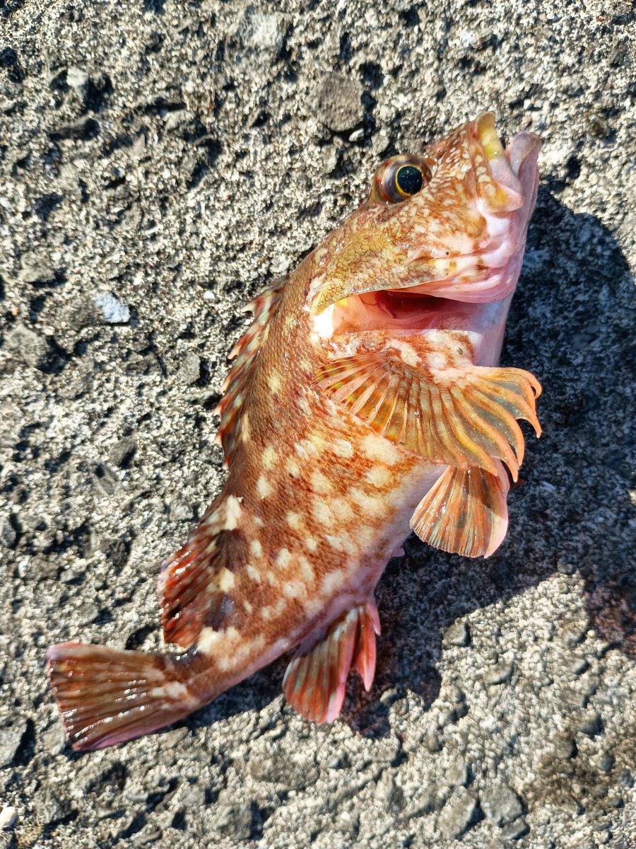 FlowStyle_SWIM's tweet image. まだ肋骨がひっつかないので、釣りでリハビリ中🎣　今日はカサゴでベスト更新🆕✨️22cm　これならなんとか刺身でいけそう🔪