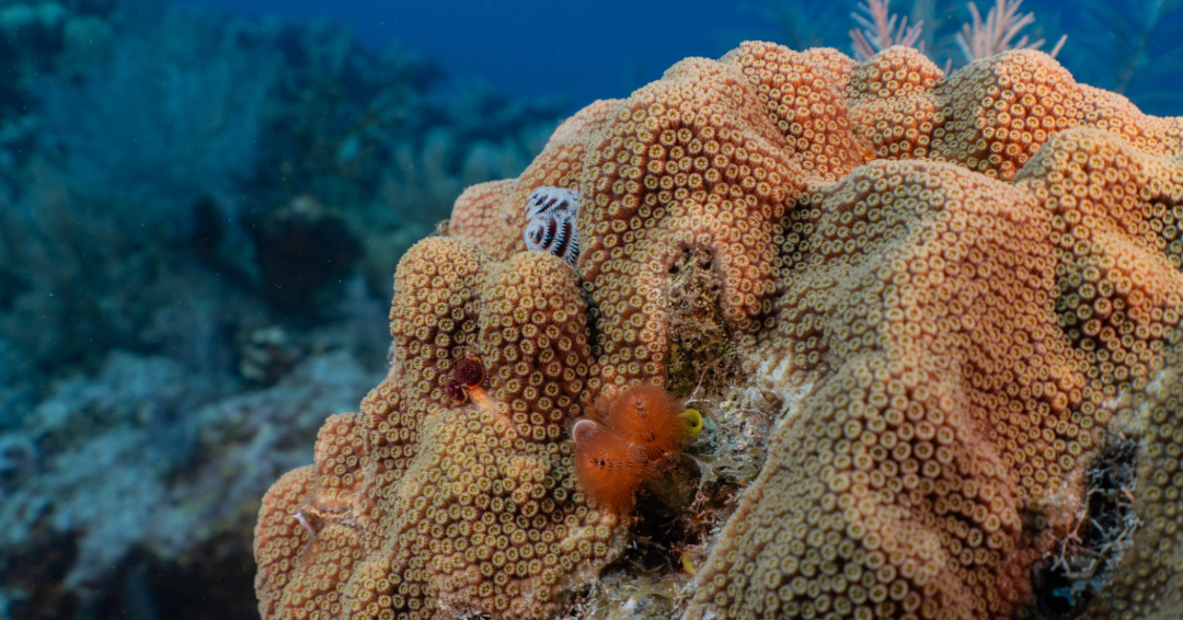 coralcrf's tweet photo. Holiday colors on the reef!

Christmas tree worms settle into mountainous star coral, bringing color and a bit of protection to their host.

A bright reminder of reef life working together.

#CoralRestoration #ReefLife #ChristmasTree https://t.co/U5UTyKOQwl
