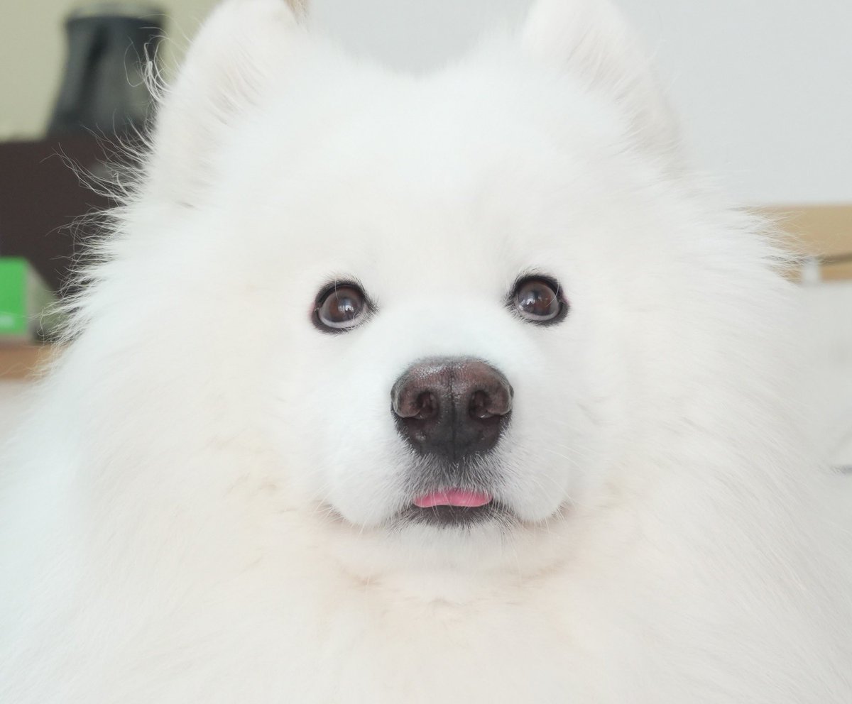 ひよこ様ついっち (@anohito_dareda) / Posts / X