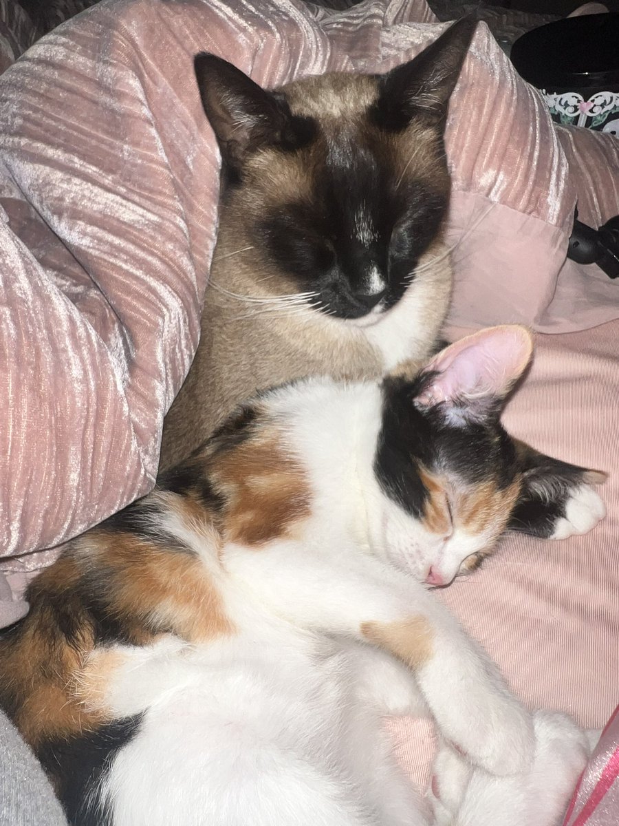 my sweet baby angels