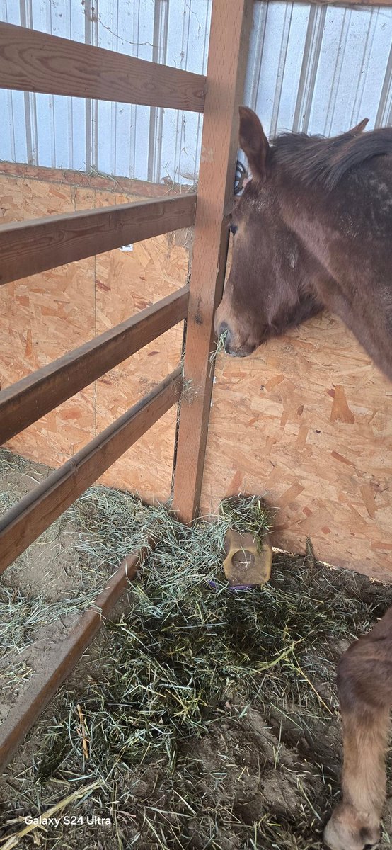 HaydenWekx's tweet image. I having 31y horse in my presence right now....I'm thinking it's the beginning of the end.  She's had a loonngg life. A true sweet heart ❤️ 💙 💜 #losing  #horsey #horsepower #bestlife