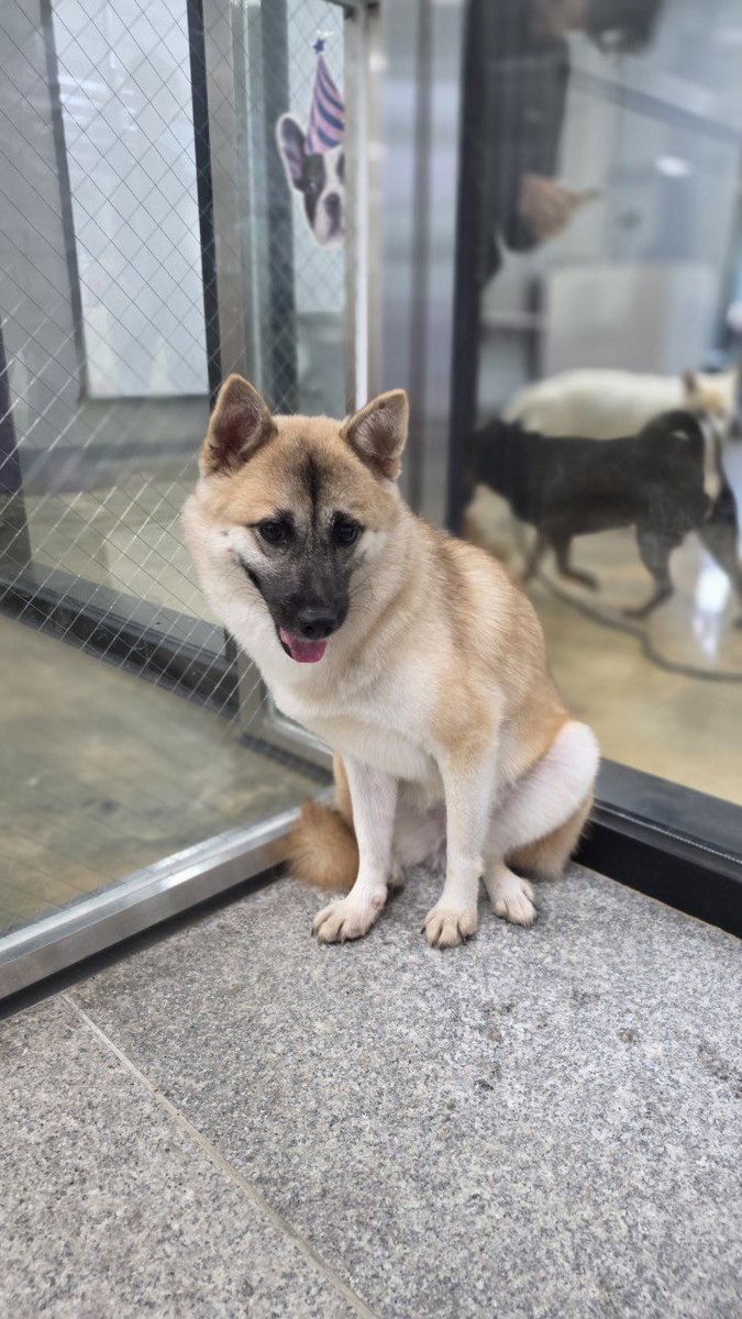 findhomedogs's tweet photo. #입양홍보 #adoptme

이름: 아숑
성별: 암컷
나이: 1.5살
무게: 약 9kg

임보/입양신청문의 : 카톡채널 “사단법인 동물보호연대” https://t.co/H42yCTTV5L