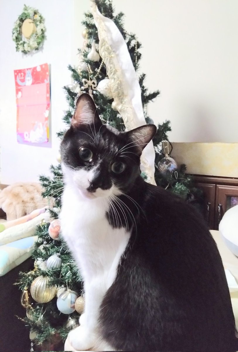 朔🐈断然猫派 (@sakurano1104) / Posts / X