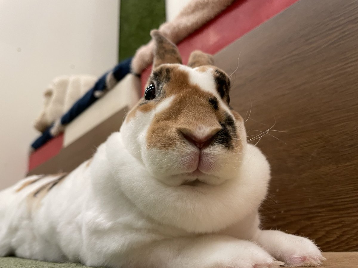 本日12時～オープン致しました🐰🥕 撫でてとアピールしているコタツ