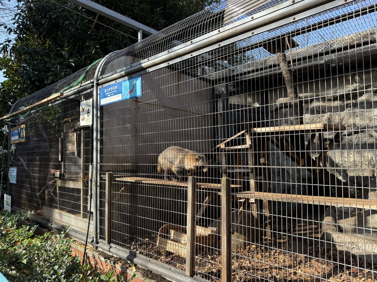 Post by Tomohito Nakayama on X: たぬきさん。