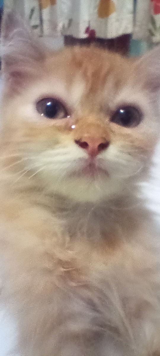 I just asked for a little bit of the leftover food you ate, but don't hit me, I'm very sad😭