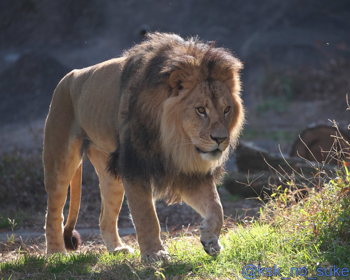 けーすけ (@ksk_no_suke) / Posts / X