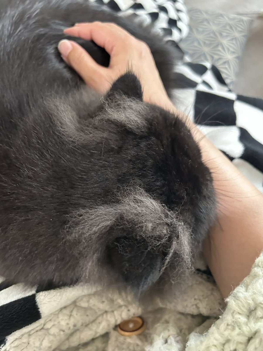 けむりちゃんが！！！！！！
初めてお膝の上に！！！！！！
そして噛まれた🥹