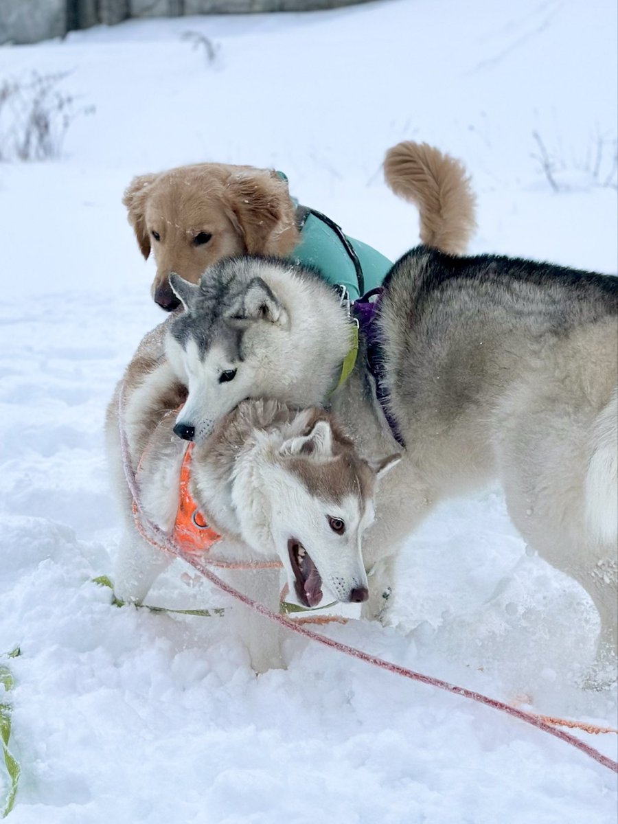 ®️様確認ハスキー　ラブラドール　龍 様確認ハスキーラブラドール龍