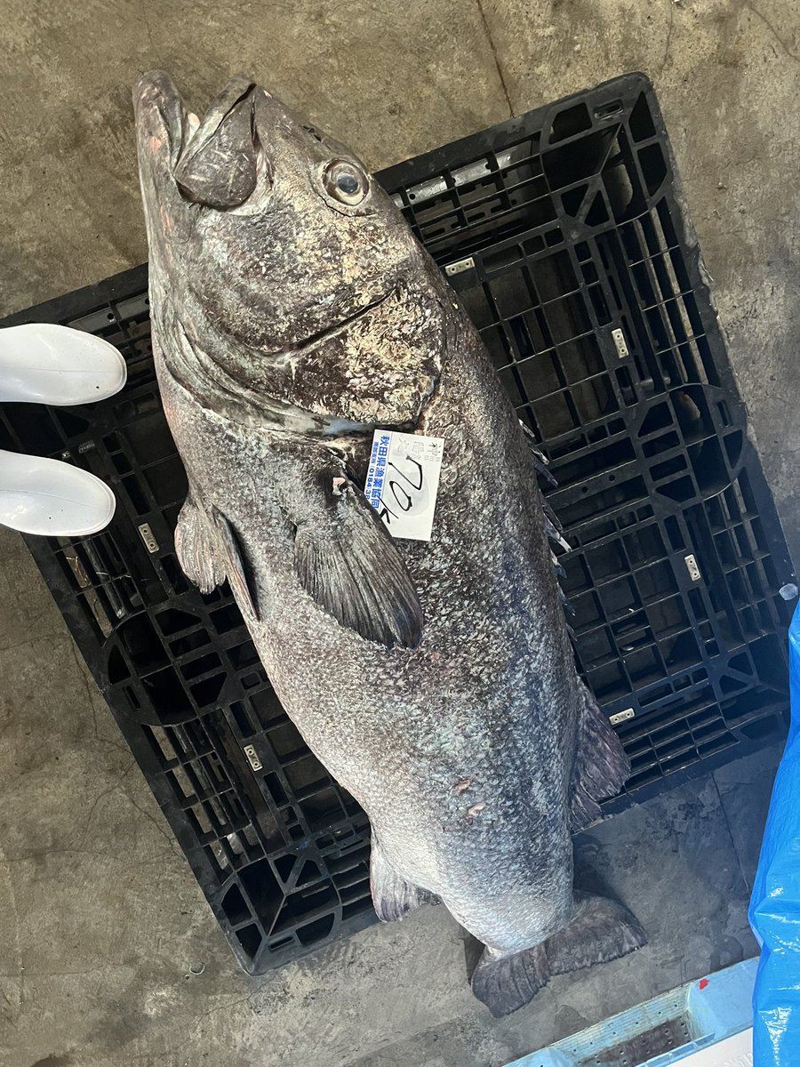 マサ (@masadaden) / Posts / X