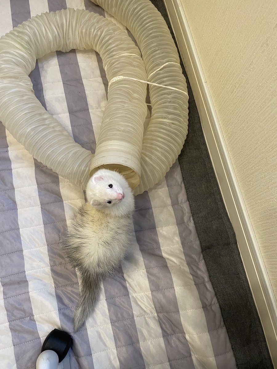 そらのすけ (@soramame_xx) / Posts / X