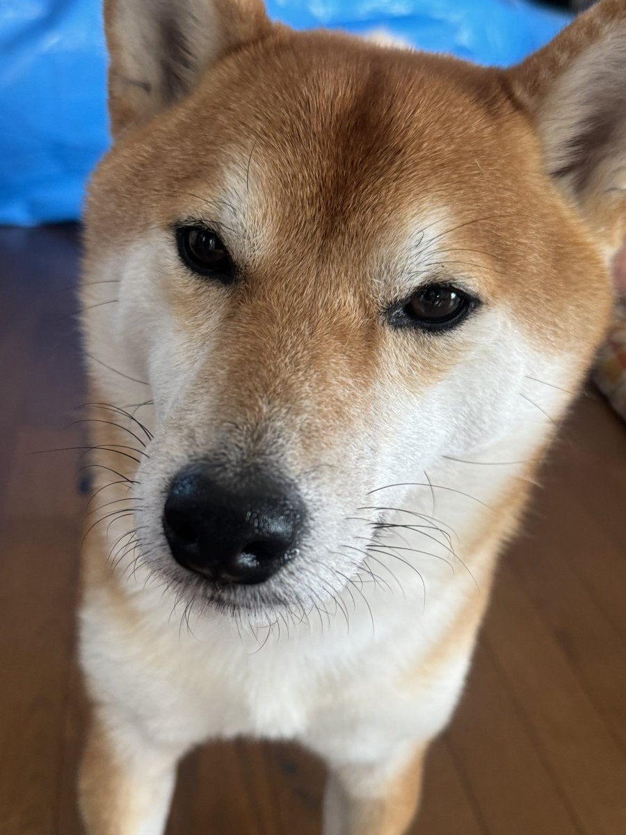 柴犬むぎ 柴犬むぎ🌾 (@shiba_mugi_) • Instagram photos and videos