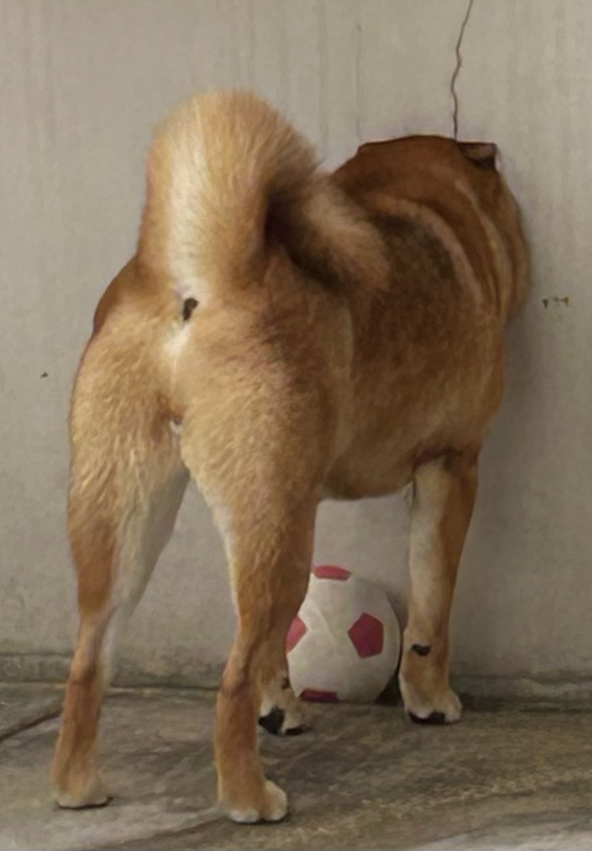 外で遊んでるシェパード観察
顔潰れてる😂