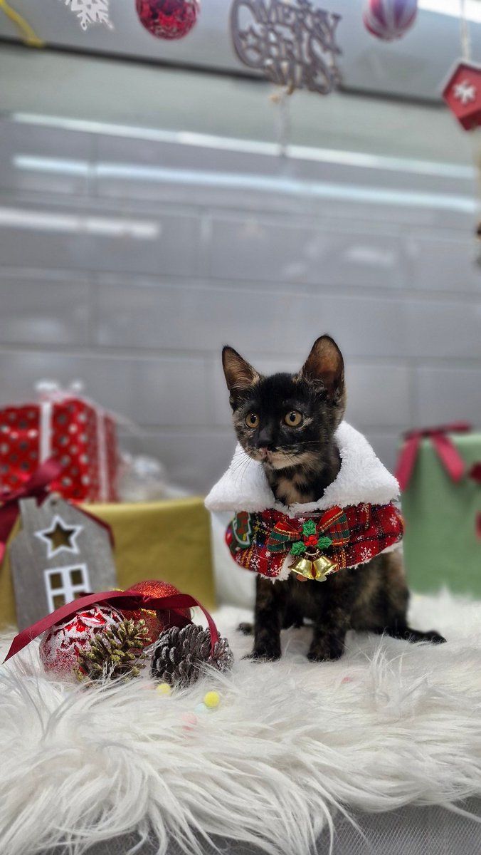 [입양홍보] 옷도 불편해하지 않고 잘 입는 순한 여자고양이입니다. 이제 1.5kg이 되어갑니다. 사람도 고양이도 다 좋아합니다. 가족을 찾아요.