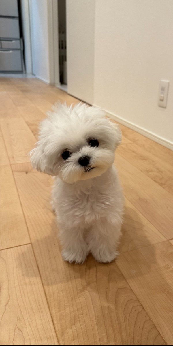 こいぬすぎる😭💘