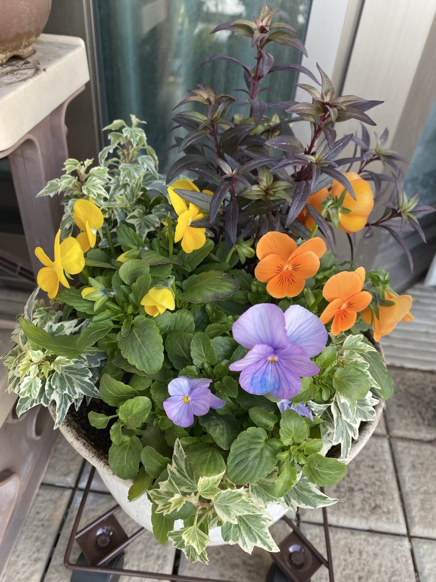 去年からハマった寄せ植え、今年も色々つくりました
お花があると癒し…