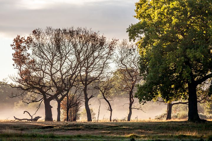 Fine Art Norfolk Photography tweet media