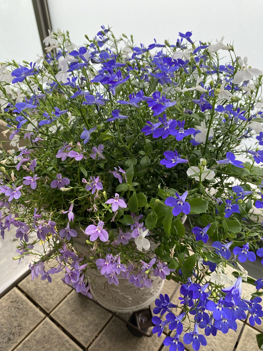 シェアハピの3話にも出てくるましろにとっての大事な花、ロベリアはうちでも育ててます
春からずっと咲き続けてて、冬越しのために切り戻したけどまだ咲こうとしてて可憐な見た目に反して結構強いなー（ましろの家では枯れてしまいますが…）