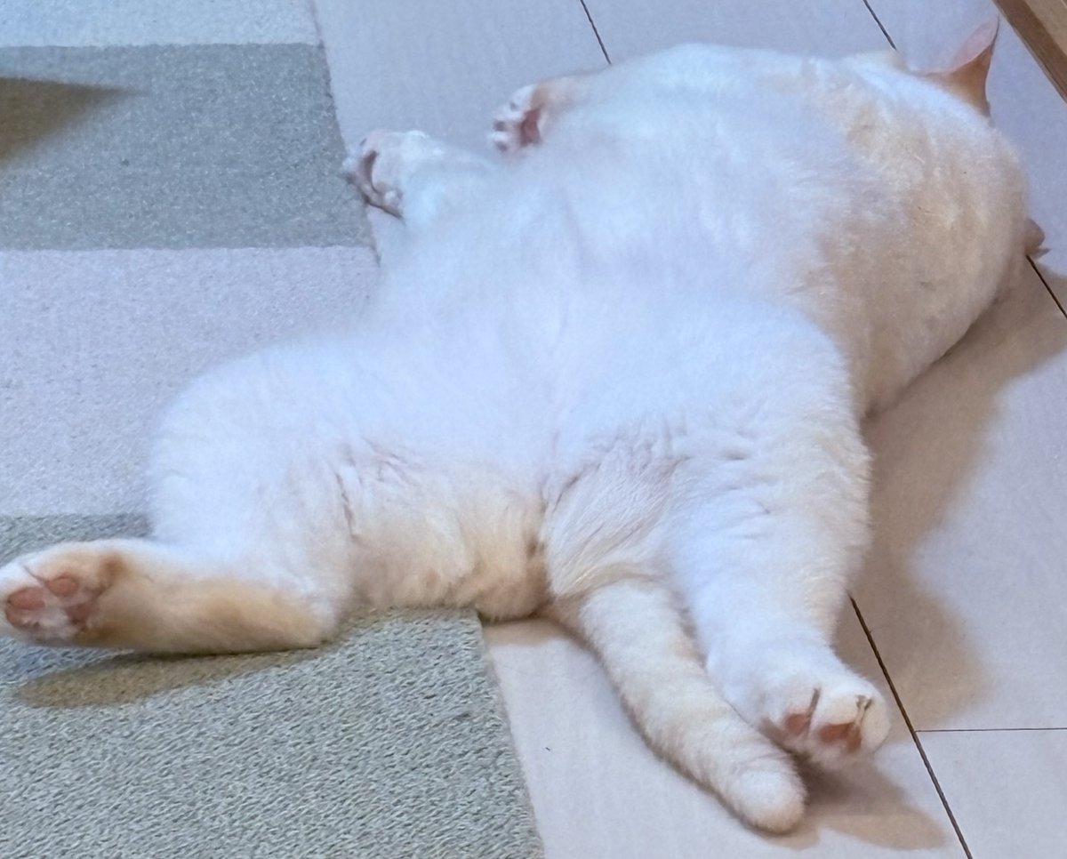 保護から丸2年
儚げだった面影はどこへ😇