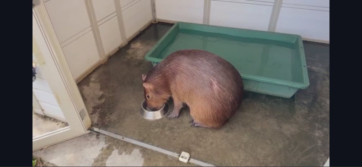 Rimuuuuuu1202's tweet image. お昼のふれあいタイム🐹🌰
火曜日のマロンちゃん( *´꒳`*)੭"
今日も暖かいね(*'-'*)ﾉ"
お仕事の人もお休みの人もゆるーく頑張ろう♡♡