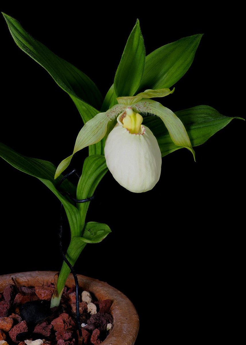 蘭丸 鬱罹患中 もォやだ！ (@RanmaruZooBoy) / Posts / X