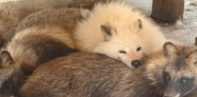 たぬき (@9ponpokoyama) / Posts / X