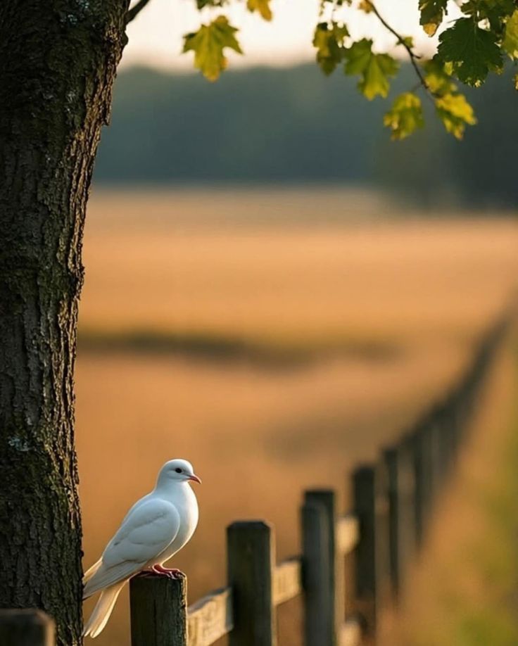 ijazk90's tweet image. اُس شخص سے زیادہ خوبصورت کوئی دوسری چیز نہیں ہے کہ اُس کے اِرد گِرد کتنے ہی لوگ کیوں نہ ہوں،
 لیکن وہ ہر لمحہ آپکو یہ احساس دلانے کی کوشش کرتا ہے کہ آپ اُن سب میں اہم ہیں۔!" 💯❤️

#قومی_زبان