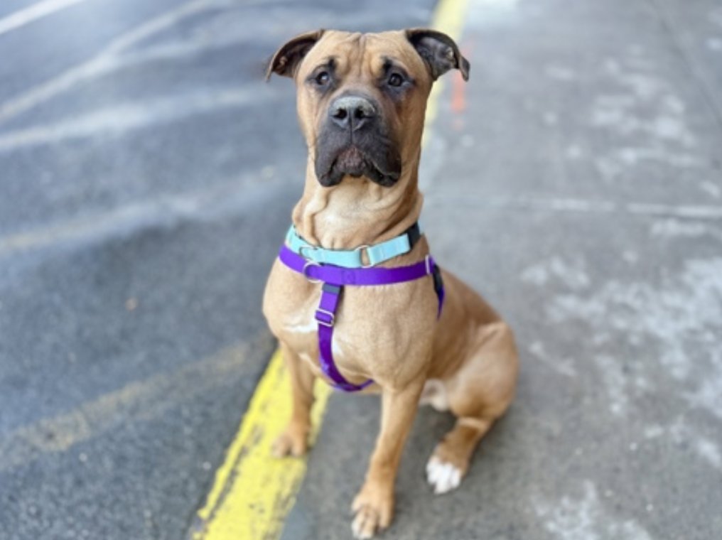 BeeDoDoobieDo's tweet photo. Now #28DaysInShelter
⌛️FOREVER for #BigLoveDogs like Beauregarde
Initially fearful, now warmed up with a loose and wiggly body. He got dinged down to #Rescue only for jumping and mouthing - he gets excited to get out of tiny cage+stretch! 
♥️You can #foster or #Adopt with a New Hope Partner
https://t.co/uHjnokWTYj