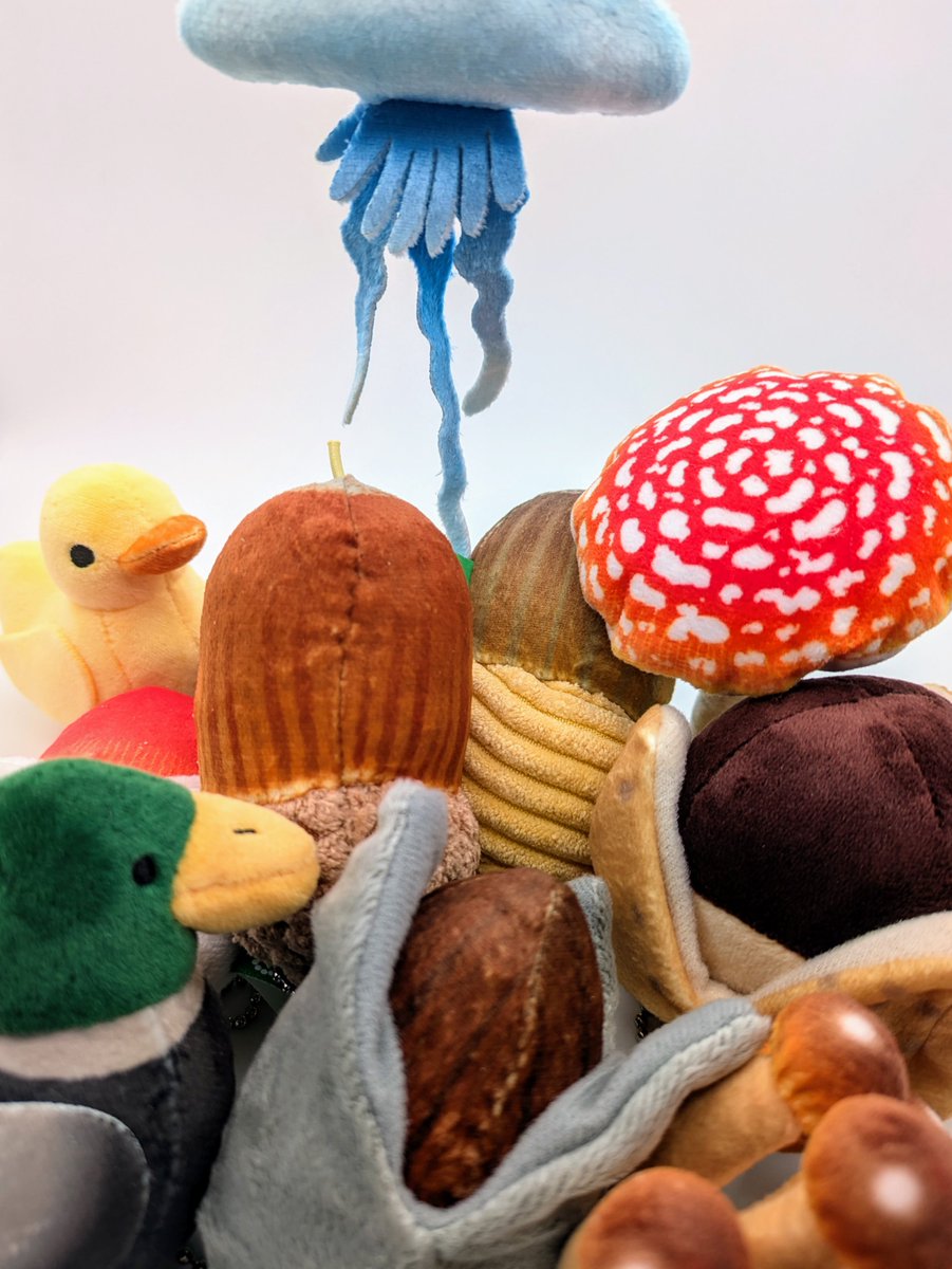 どんぐり Post by ネイチャーテクニカラー いきもん公式 on X: はい、集合ー！