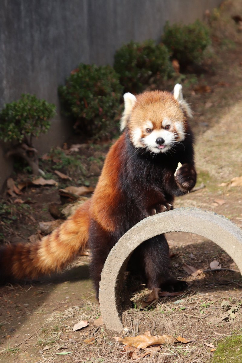 シール配りjoy93 (@joy93_redpanda) / Posts / X