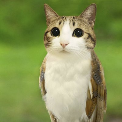 Daily Follower 🍥 tweet media