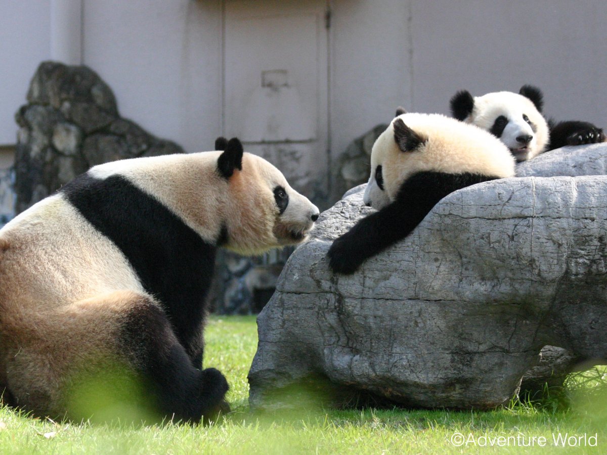 kana panda love (@kanapandalove1) / Posts / X