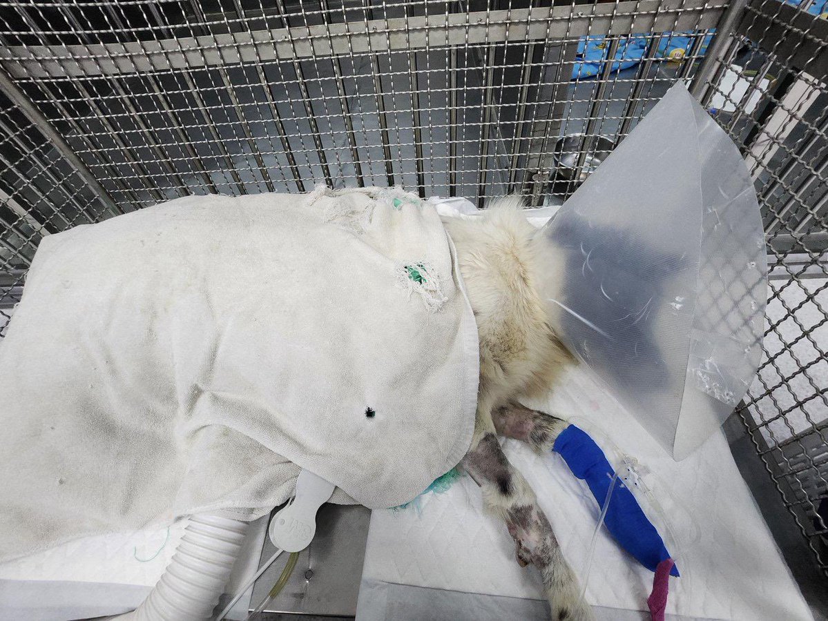 NiallHarbison's tweet image. On the 27th Feb this year I found Panda outside a 7/11 in Thailand. He was hours from death covered in leaches. 

He spent 2 weeks in hospital in intensive care clinging to life. 

We loved him and were sad to see him go but he was adopted in Scotland. Panda is healthy and loved…