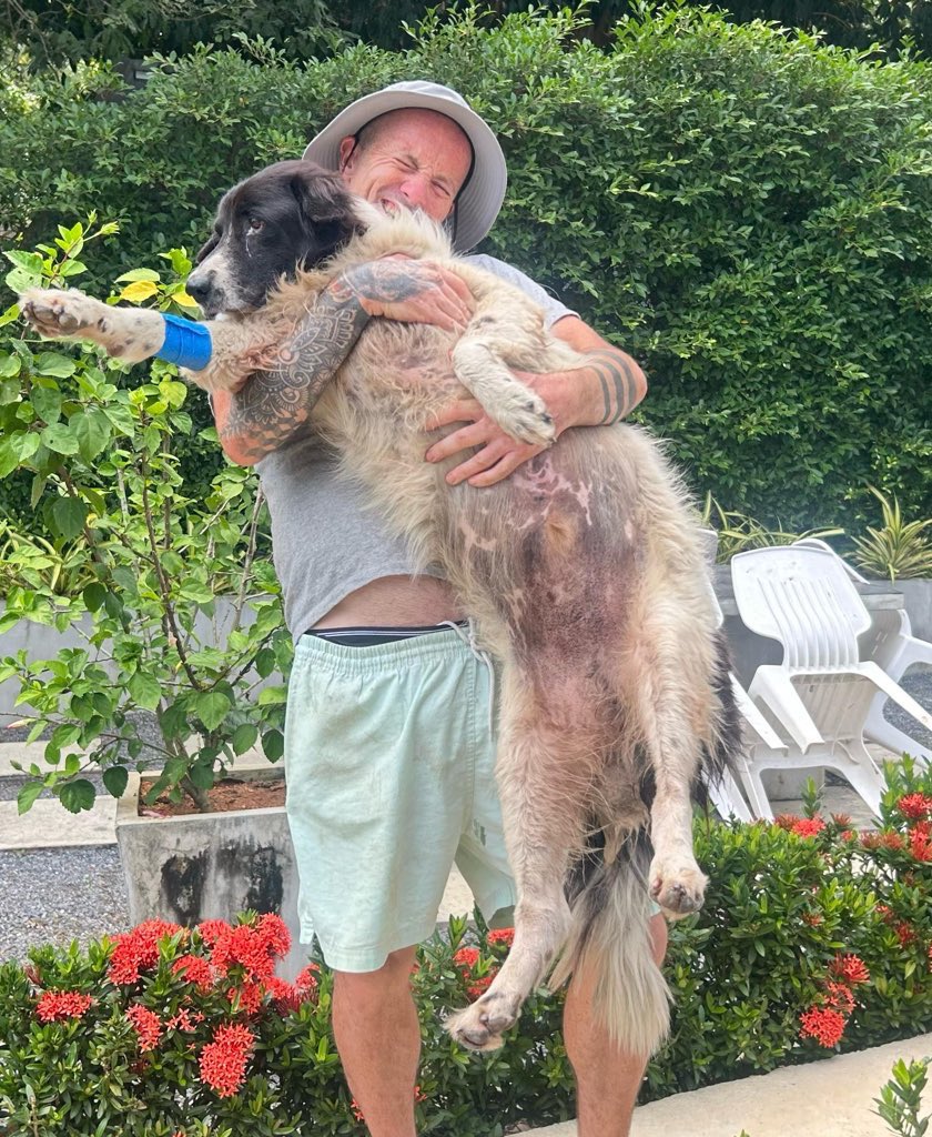 NiallHarbison's tweet image. On the 27th Feb this year I found Panda outside a 7/11 in Thailand. He was hours from death covered in leaches. 

He spent 2 weeks in hospital in intensive care clinging to life. 

We loved him and were sad to see him go but he was adopted in Scotland. Panda is healthy and loved…