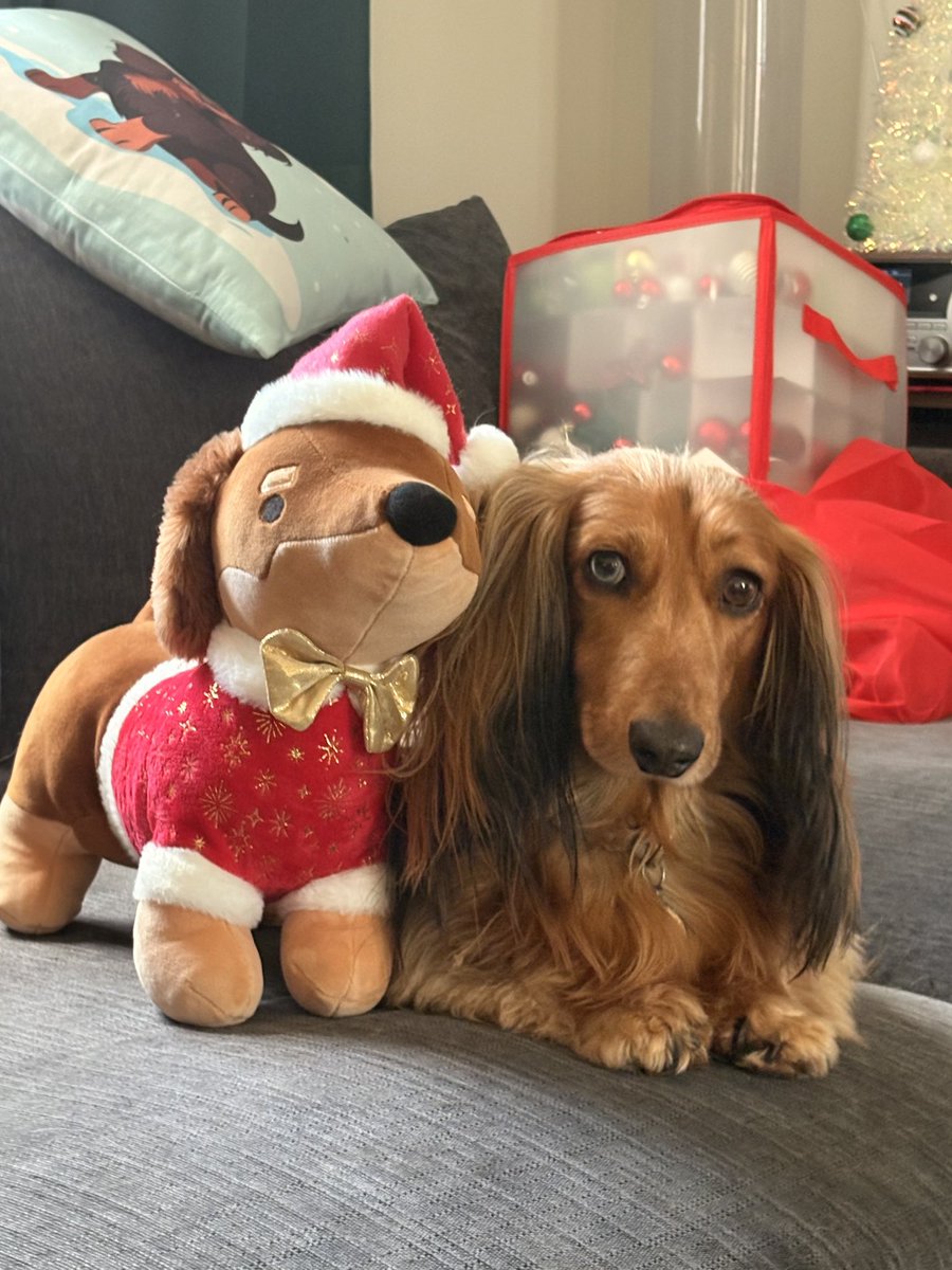 Donut hanging out with his buddy 🎄🎅🍩