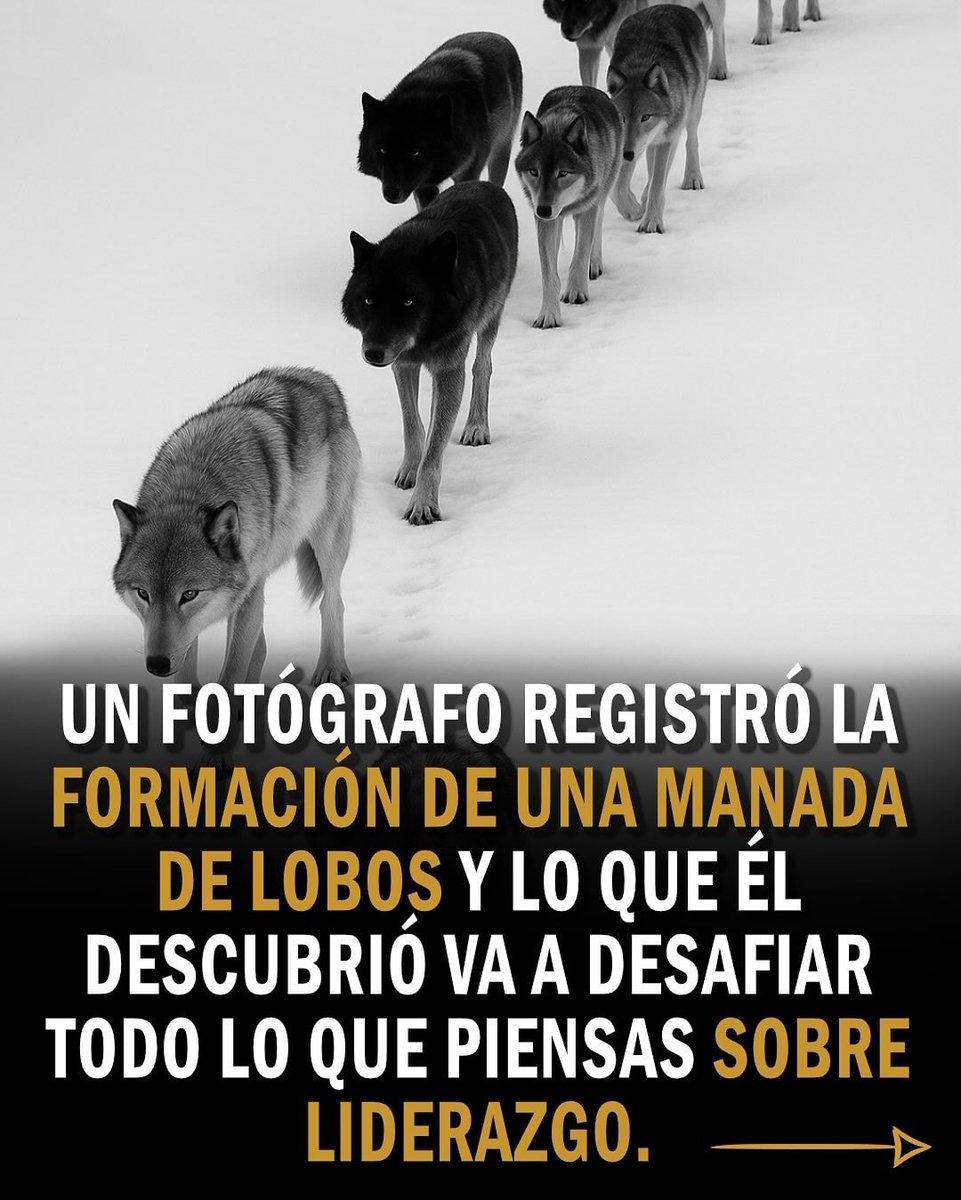 Un fotógrafo registró la formación de una manada de lobos.

Lo que descubrió va a desafiar TODO lo que sabes sobre el liderazgo🧵