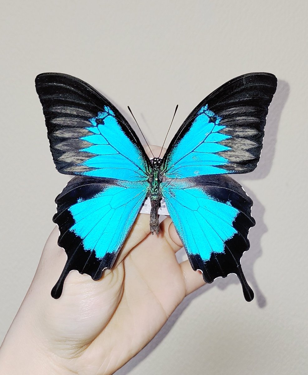 Mori出品 立体標本5点 Mori出品 立体標本5点 Mori出品 立体標本5点 hqdefault.jpg