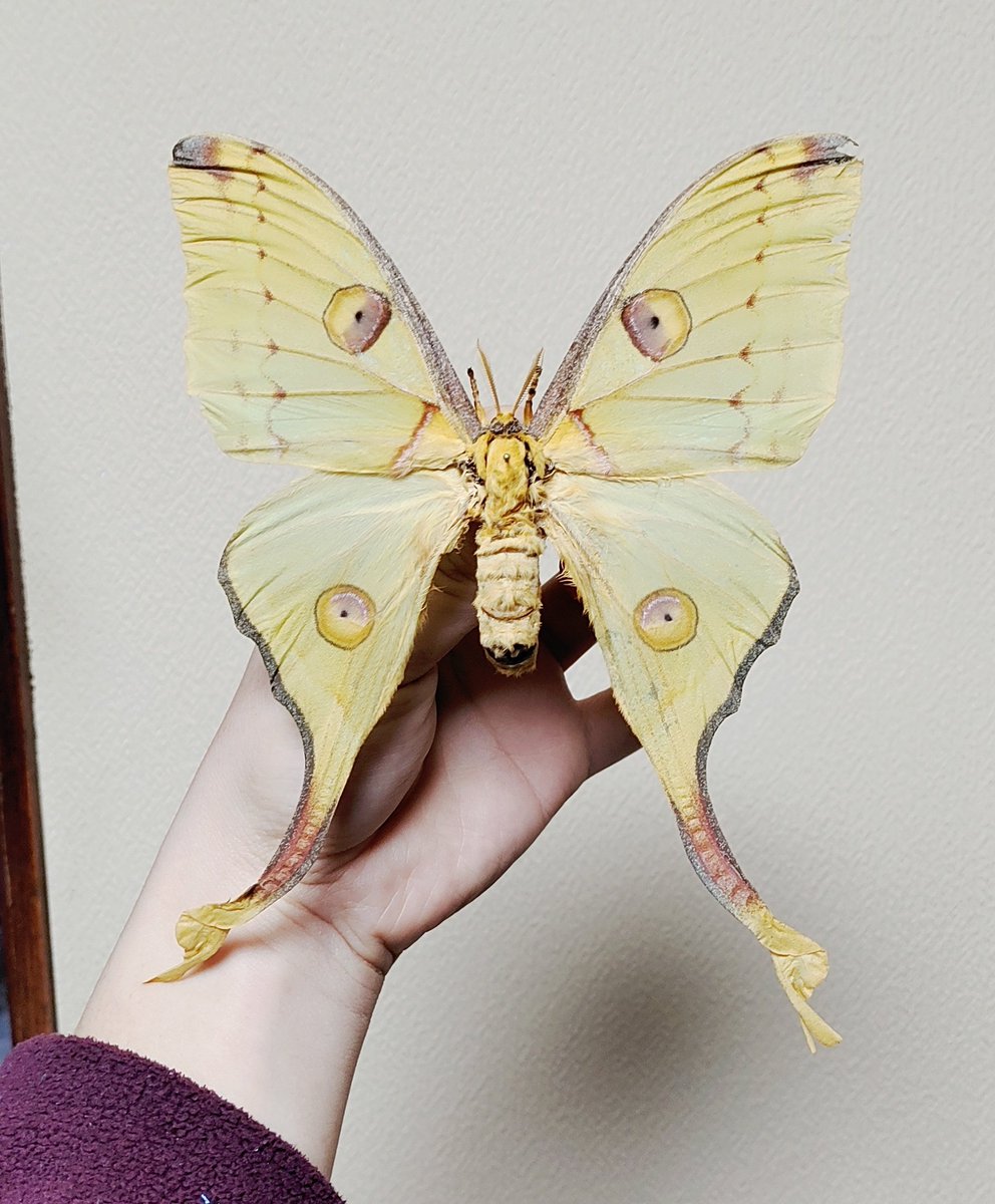 Mori出品 立体標本5点 Mori出品 立体標本5点 Mori出品 立体標本5点 hqdefault.jpg