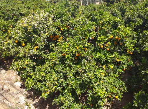 الحكومة تمدد الإعفاء بنسبة 75% على الرسوم للسلع الزراعية المعدة للتصدير حتى 2026 