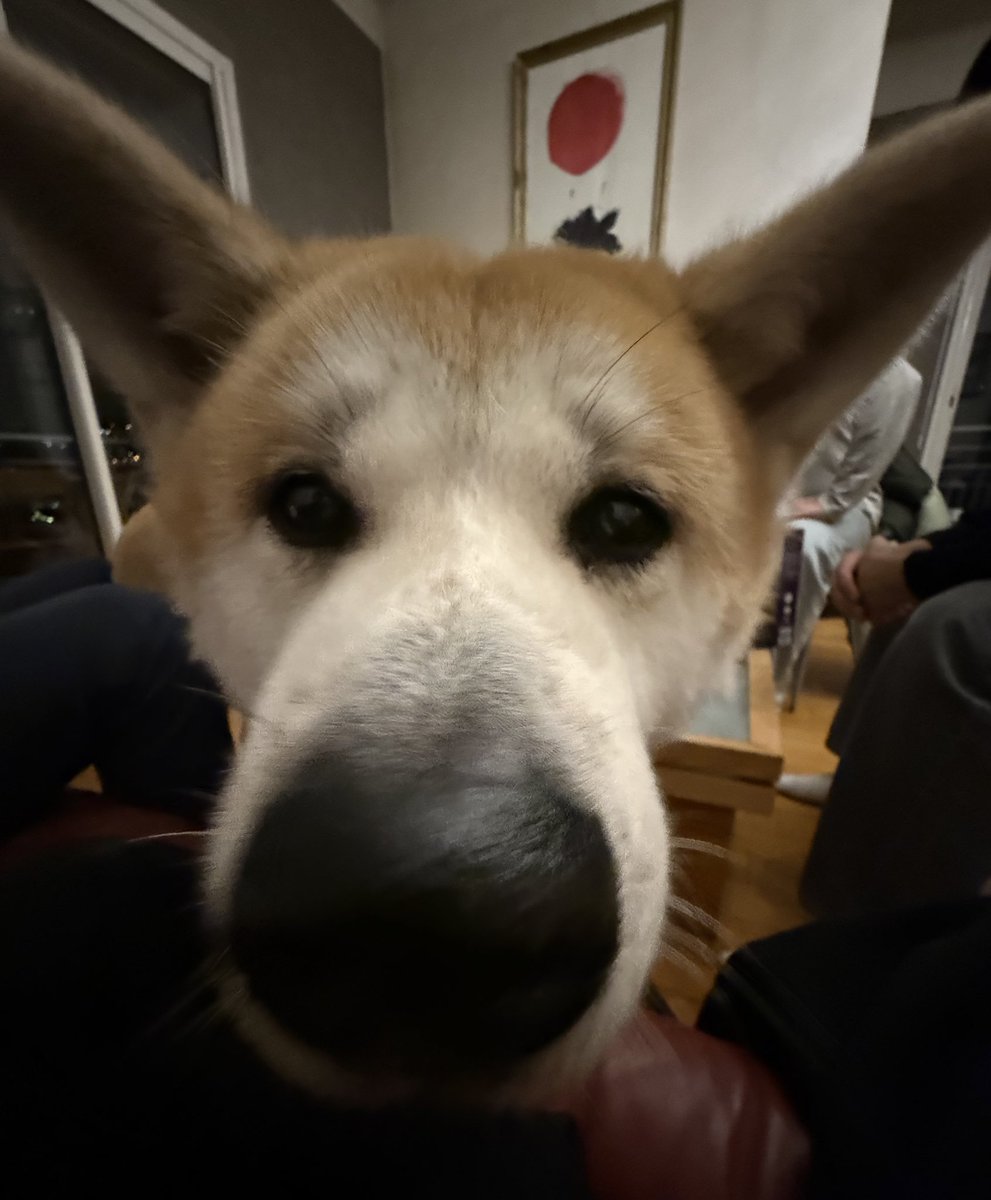 envoyez moi vos animaux pris en photo avec le grand angle de votre camera par pitié