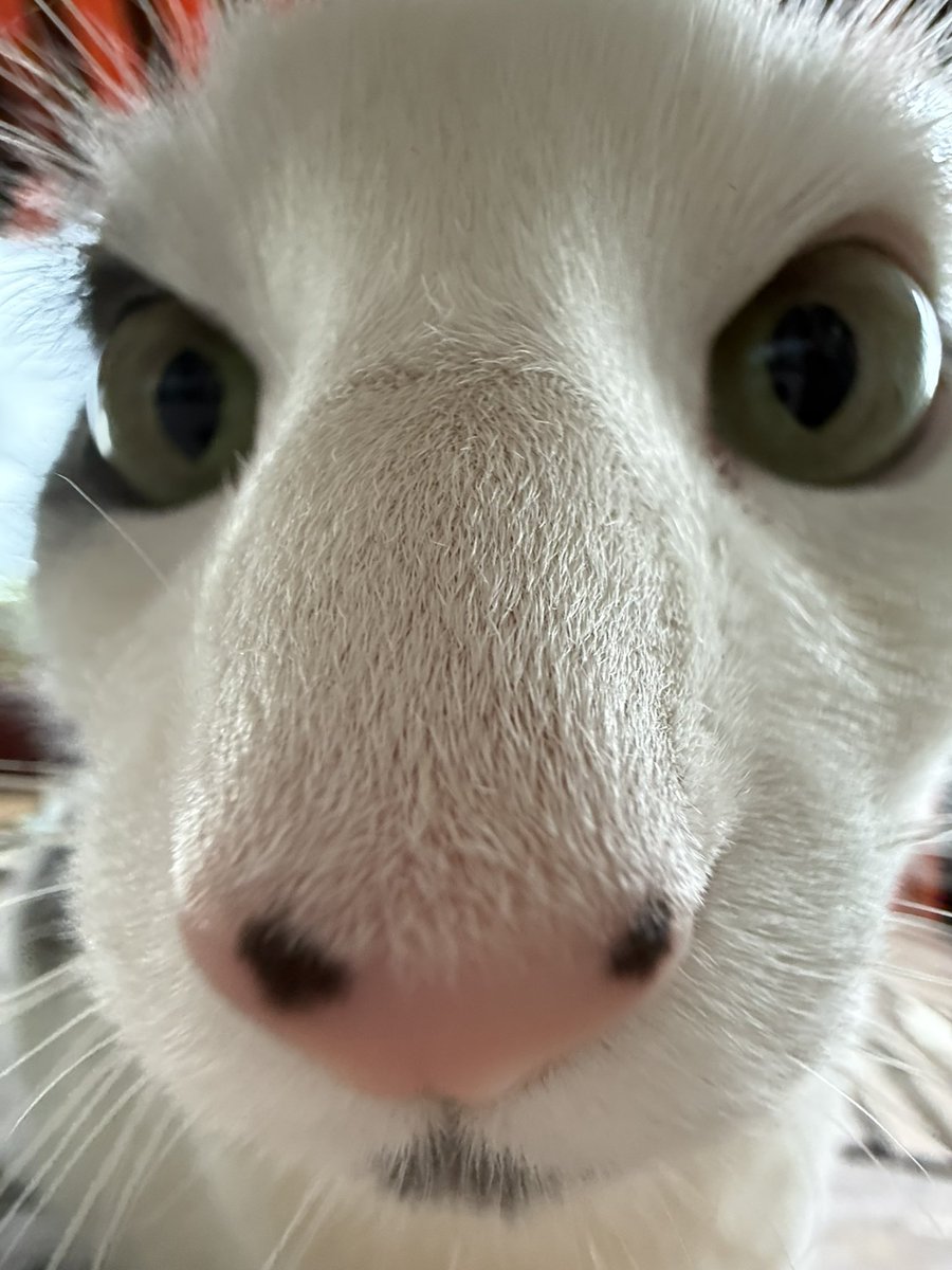 hugo 🇧🇷 tweet media