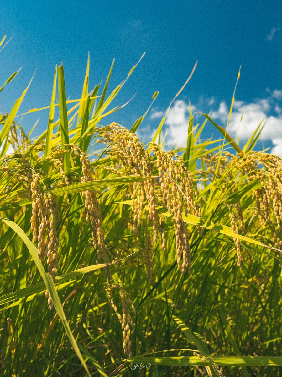 YutoPhotography's tweet image. 三重県で見つけたアニメのような風景